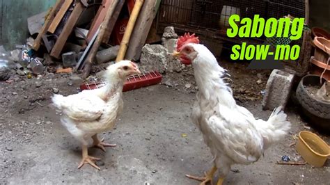 bakbakan sabong|philippines sabong youtube latest.